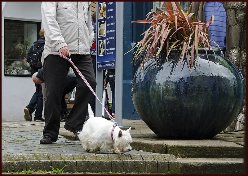 West Highland White Terrier fotoğraf 1