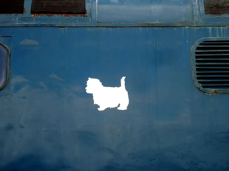 West Highland White Terrier fotoğraf 3