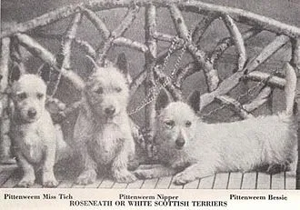 West Highland White Terrier fotoğraf 4