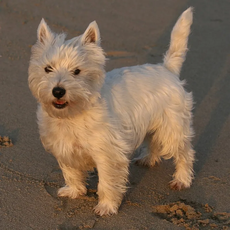 West Highland White Terrier fotoğraf 5