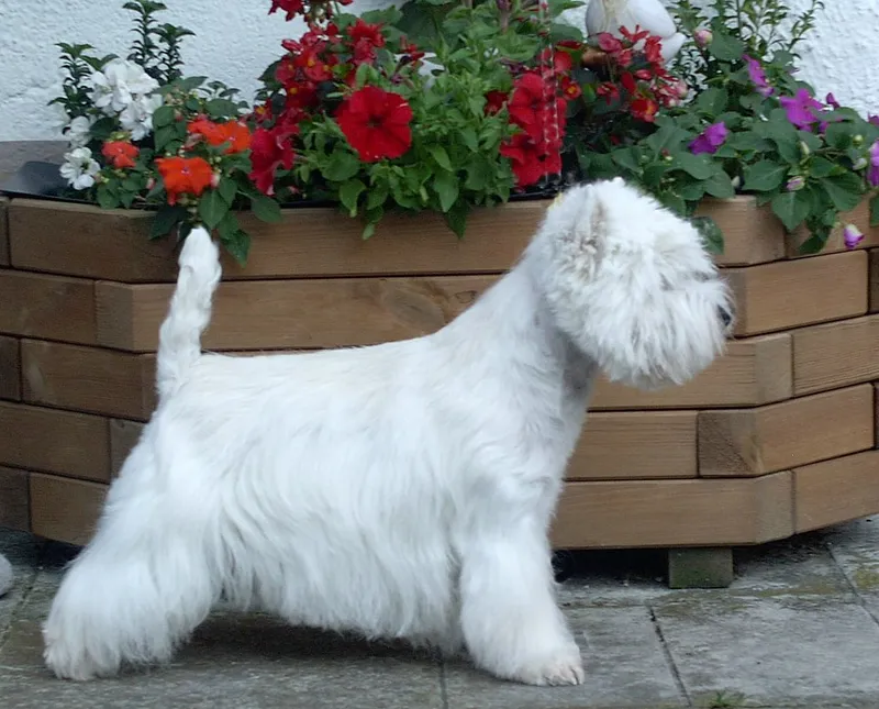West Highland White Terrier fotoğraf 6