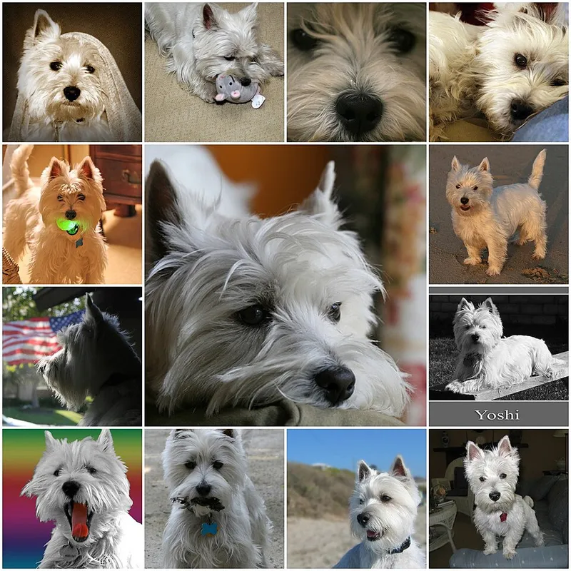 West Highland White Terrier fotoğraf 7