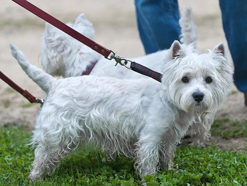 West Highland White Terrier fotoğraf 8