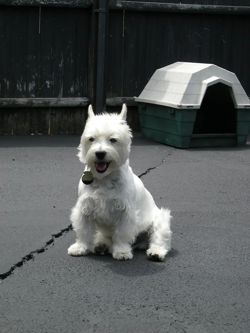 West Highland White Terrier fotoğraf 9