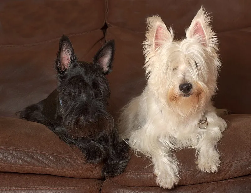 West Highland White Terrier fotoğraf 11