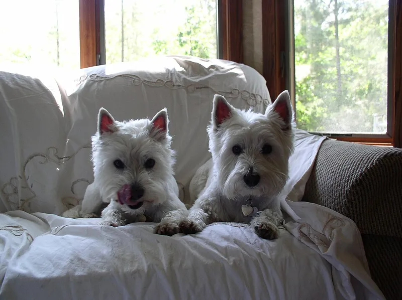 West Highland White Terrier fotoğraf 12
