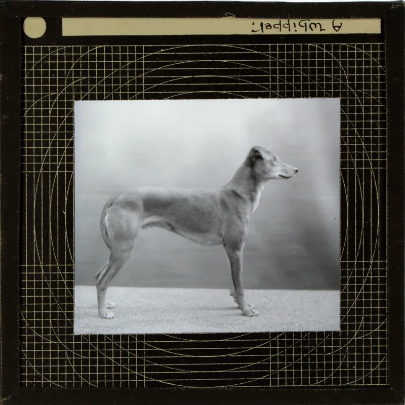 Whippet fotoğraf 1
