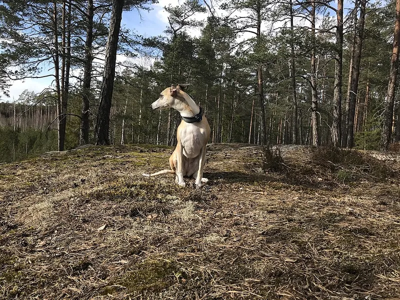 Whippet fotoğraf 2