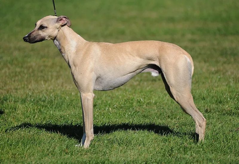 Whippet fotoğraf 3