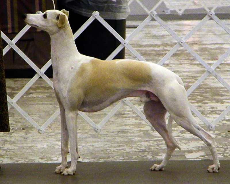 Whippet fotoğraf 4