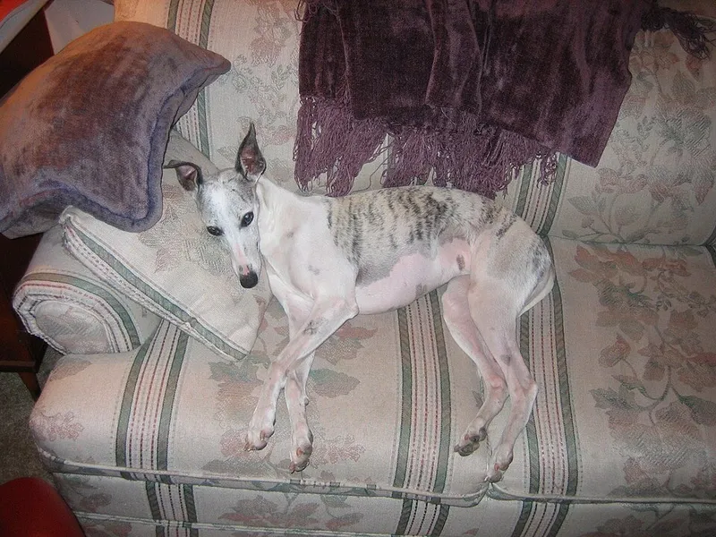 Whippet fotoğraf 5