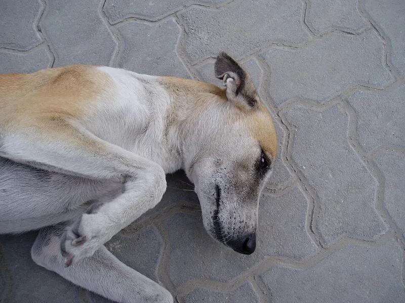 Whippet fotoğraf 6
