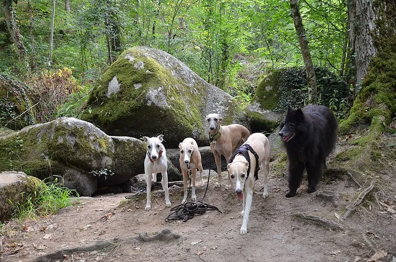 Whippet fotoğraf 7