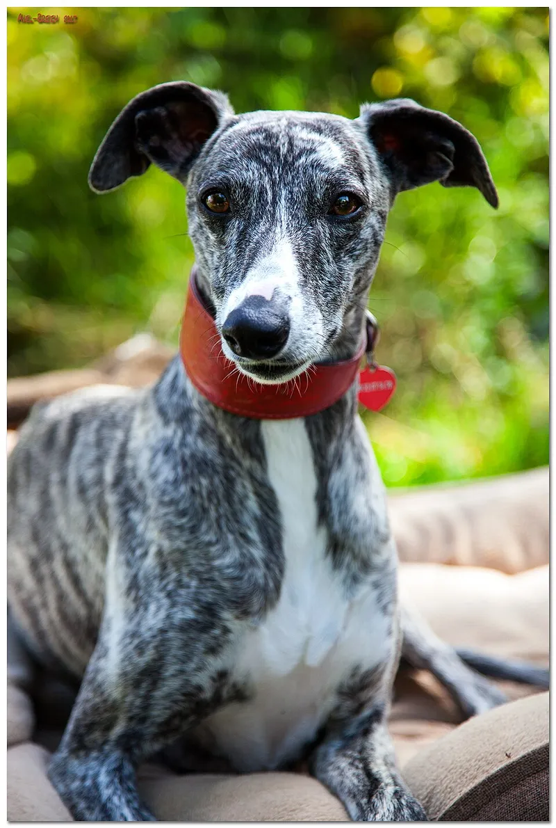 Whippet fotoğraf 8