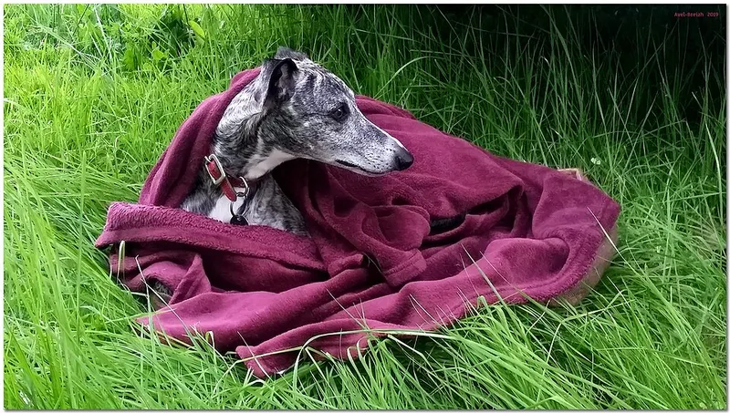 Whippet fotoğraf 9