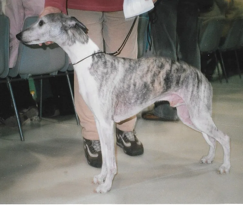 Whippet fotoğraf 10