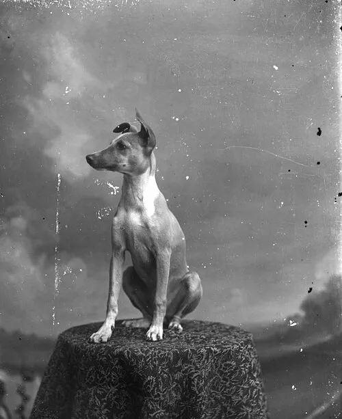 Whippet fotoğraf 11
