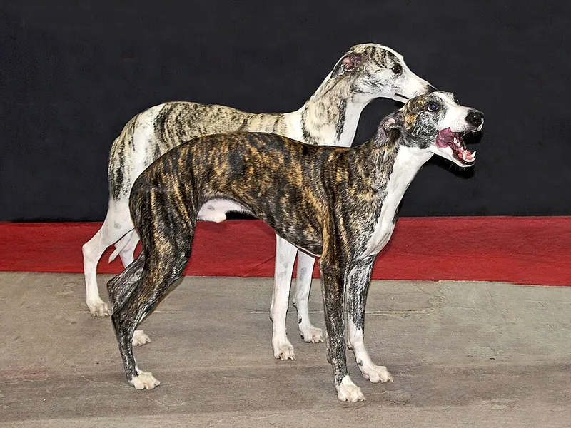 Whippet fotoğraf 12