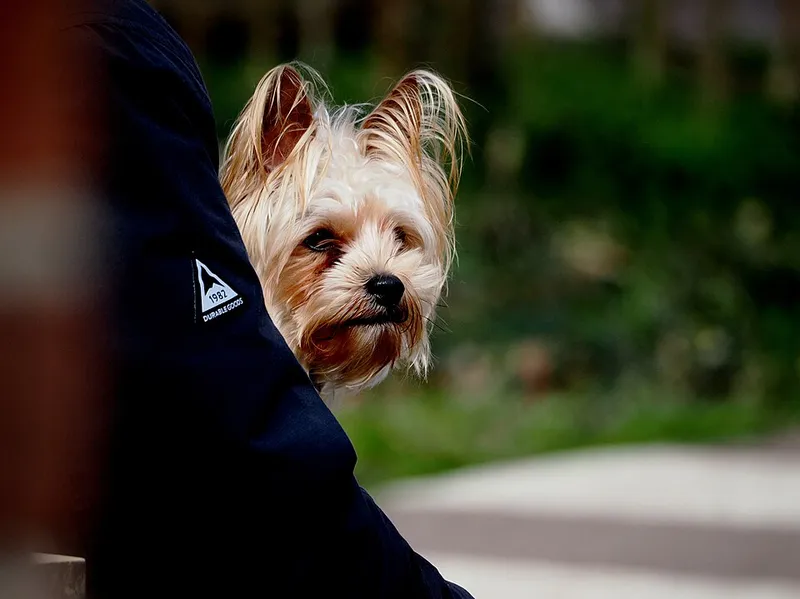 Yorkshire Terrier fotoğraf 1