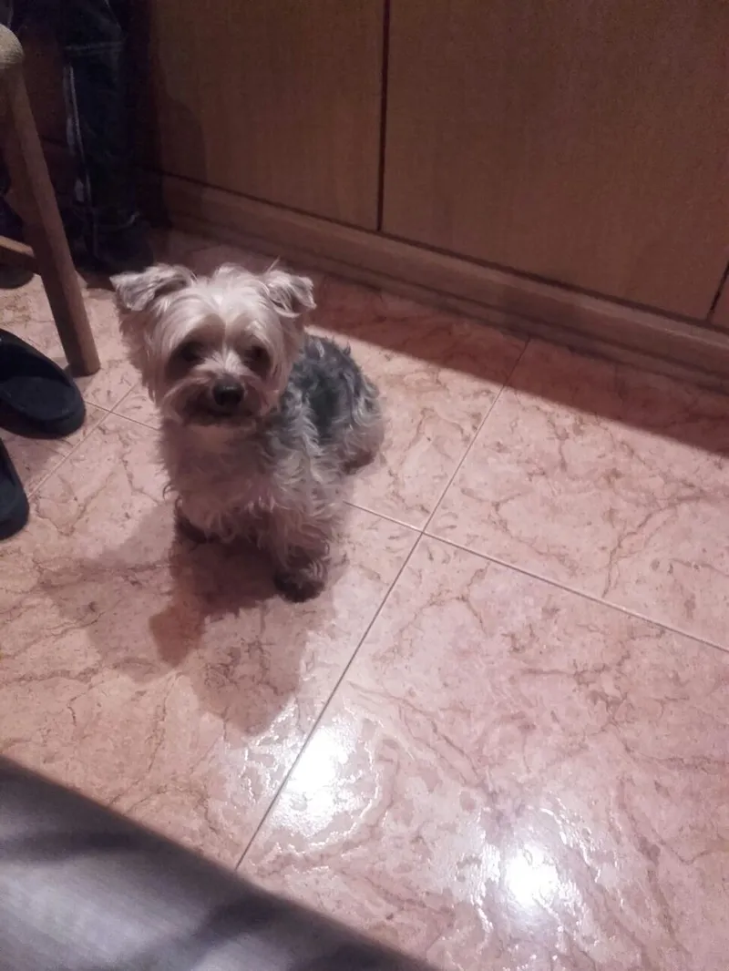 Yorkshire Terrier fotoğraf 2