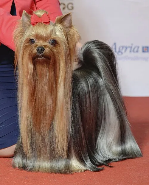 Yorkshire Terrier fotoğraf 3