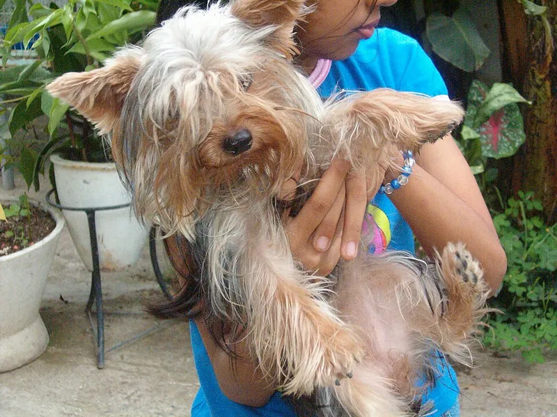 Yorkshire Terrier fotoğraf 4