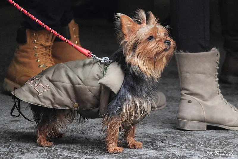 Yorkshire Terrier fotoğraf 5