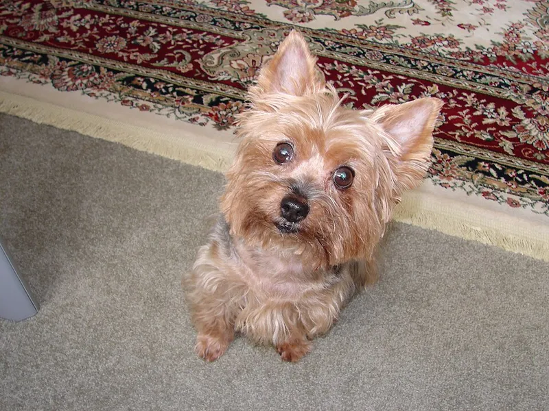 Yorkshire Terrier fotoğraf 6