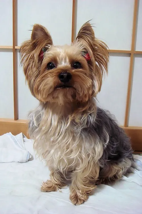 Yorkshire Terrier fotoğraf 7