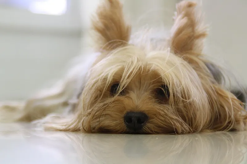 Yorkshire Terrier fotoğraf 8