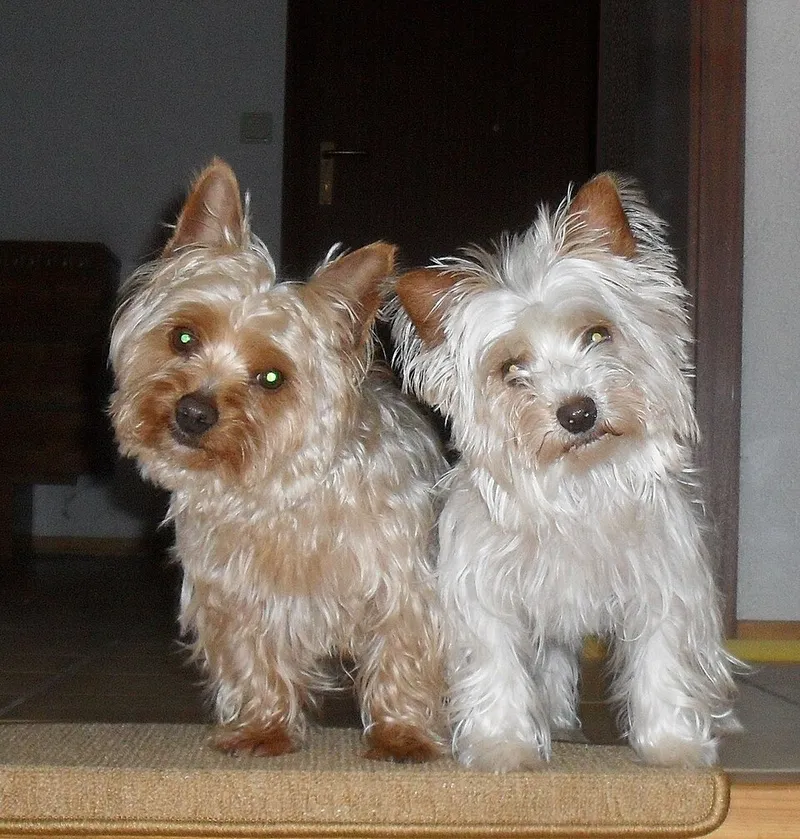 Yorkshire Terrier fotoğraf 9