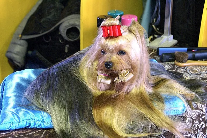 Yorkshire Terrier fotoğraf 10
