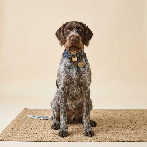 Alman Tel Tüylü Pointer köpek ırkı