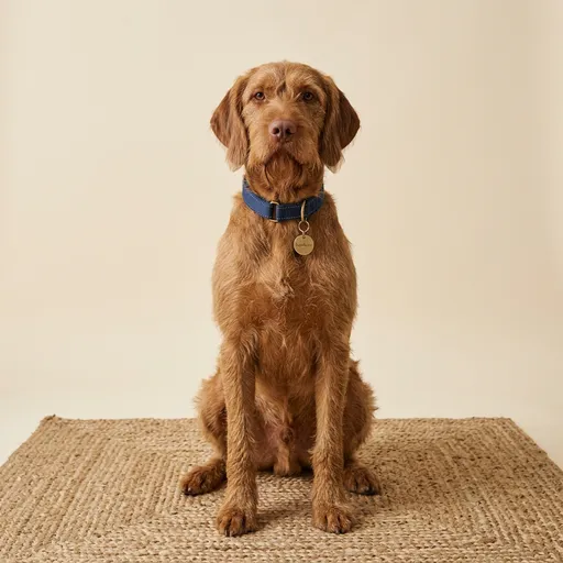 Tel Tüylü Vizsla köpek ırkı